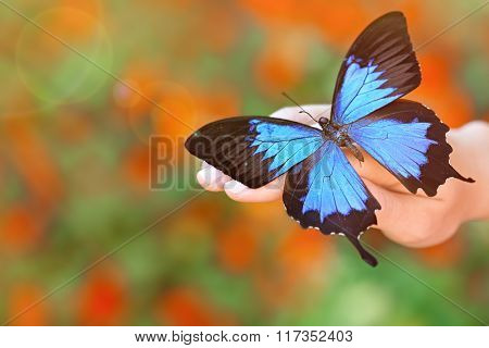 Beautiful colorful butterfly sitting on female hand, close-up