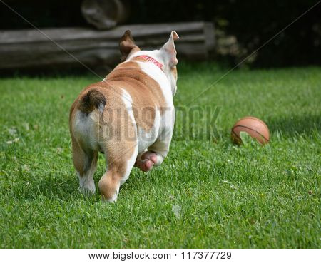 english bulldog chasing ball outide in the grass
