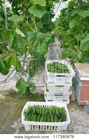 cucumbers in a box