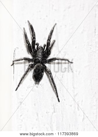 Black Spider On White Wall.