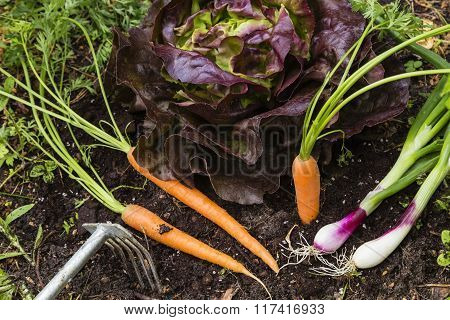 Harvest Of Vegetables In A Garden