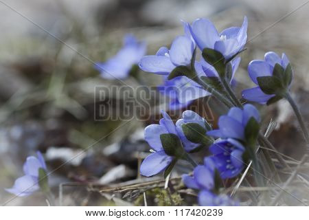 blue anemones