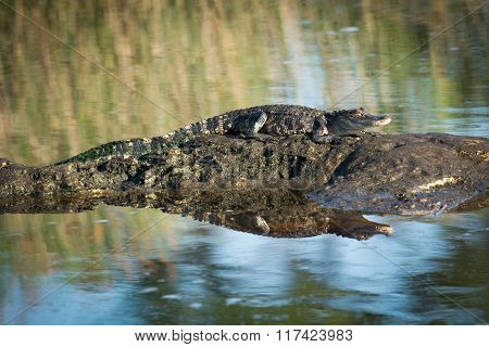 American Alligator Basking