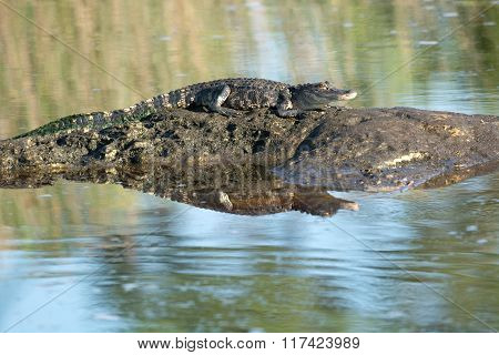 American Alligator Basking