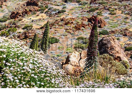 Red Tajinaste Flowers On The El Teide Volcano, Tenerife, Spain