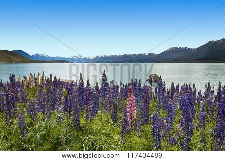 Lupins on Lake Tekapo, New Zealand