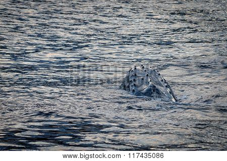 Moody Backlit Whale Surfacing For A Breath Of Air