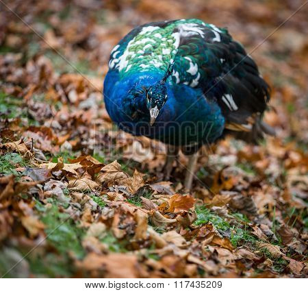Peafowl In Leaves Searching For Food