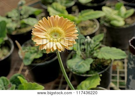 Beautiful Gerbera Or Barberton Daisy Flower