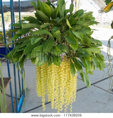 Beautiful yellow orchids flower tree (Coelogyne rochussenii) on the farm.