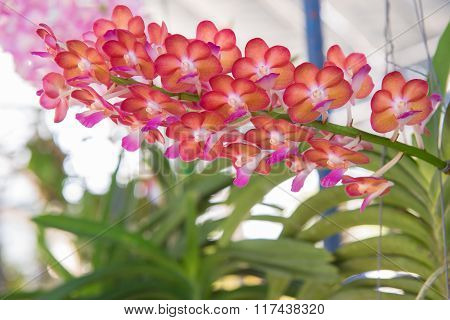 Beautiful orchids flower tree.