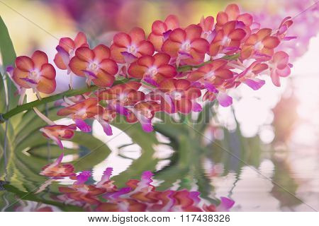 Beautiful red orchids flower tree and water reflection.