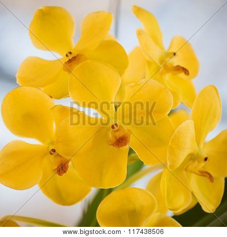 Beautiful yellow orchids flower tree.