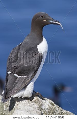 Common Murre That Sits On A Rock With A Fish In Its Beak