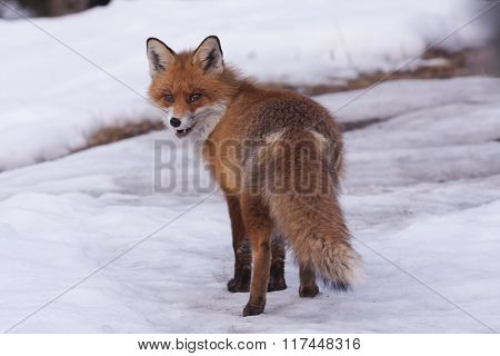 red fox