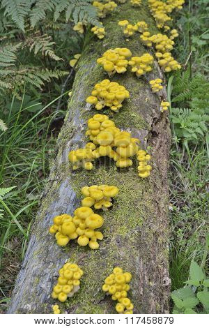 Mushrooms On Tree