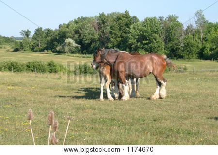 Clydesdale Hundle