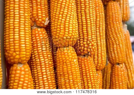 Corn cobs, freshly picked