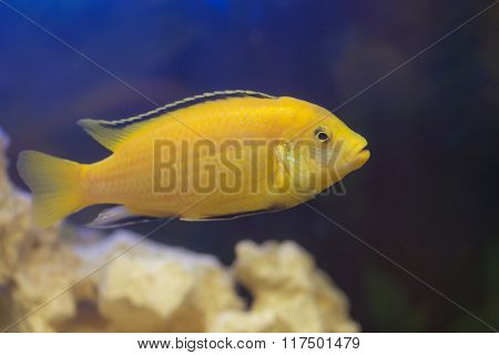 Labidochromis Yellow Closeup