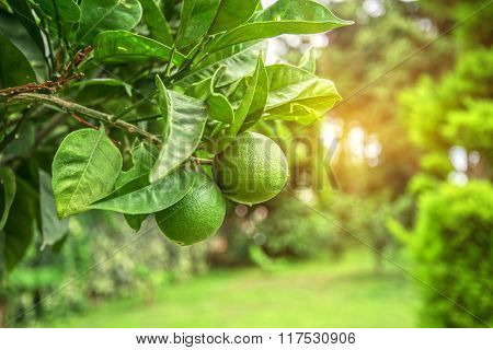 Lime tree with fruits closeup