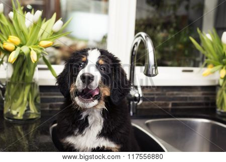 puppy in the sink 