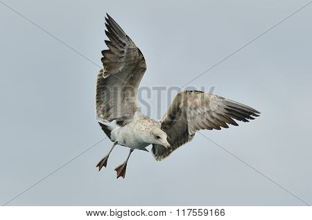 Juvenile Kelp Gull (larus Dominicanus), Also Known As The Dominican Gull
