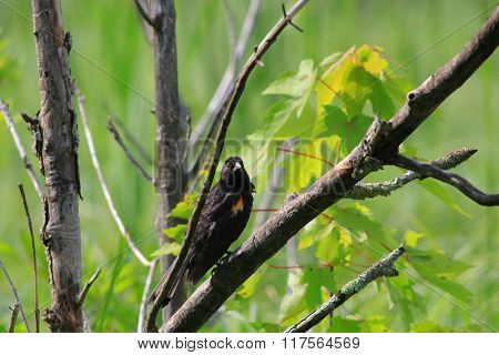 Common grackle bird on the branch of a tree