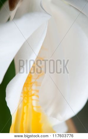 Flowers Of Coelogyne Cristata Orchid