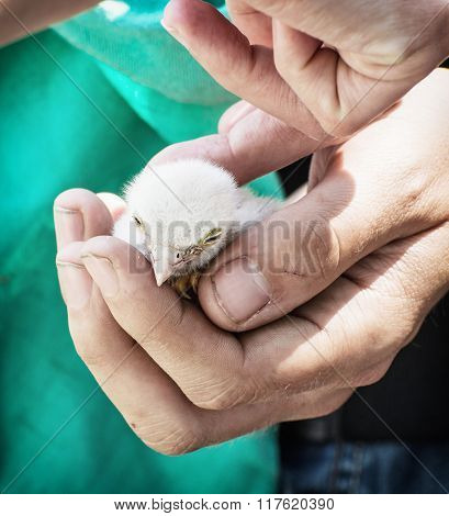 Saker Falcon (falco Cherrug) Chick In The Hands, Animals Protection