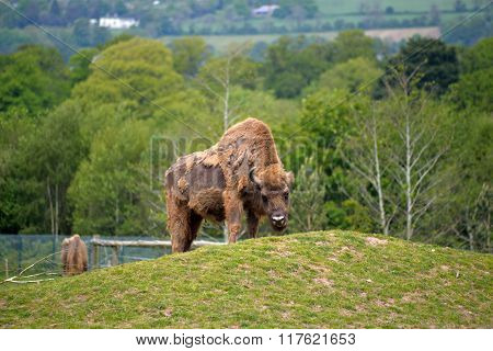 European Bison In Fota Wildlife Park