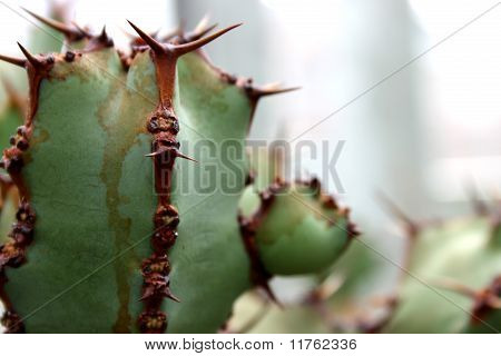Cactus Close-up
