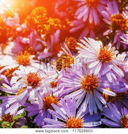 Bee On A Flower