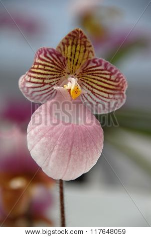 Pink Lady's-slipper Orchid - Paphiopedilum Micranthum