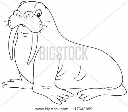 Walrus