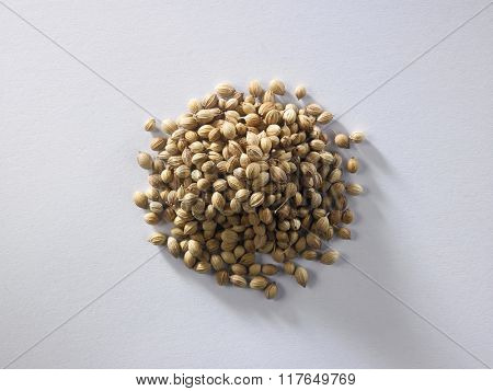 top view of corainder seeds