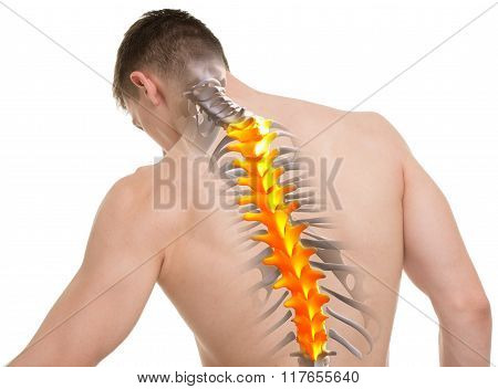 Thoracic Spine Anatomy Isolated On White