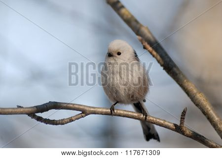 Front View Of Perching Long-tailed Tit In The Forest