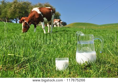 Jug of milk against herd of cows. Emmental region, Switzerland