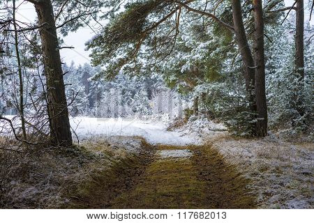 Deserted Path Through A Snowy Forest