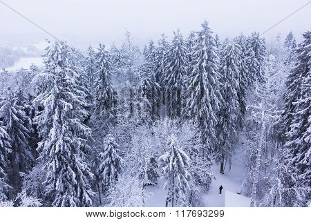 Forest covered with snow