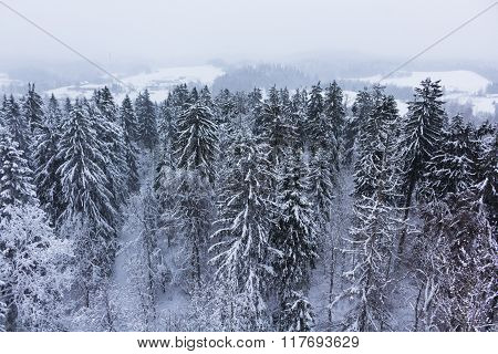 Forest covered with snow