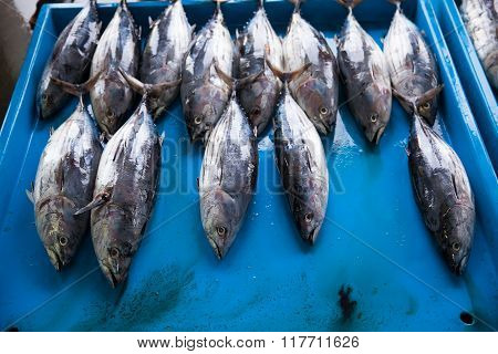 Fresh Raw Tuna Fish In Market