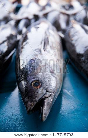 Fresh Raw Tuna Fish In Market