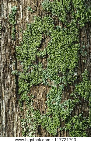 Moss on the trunk of a cypress