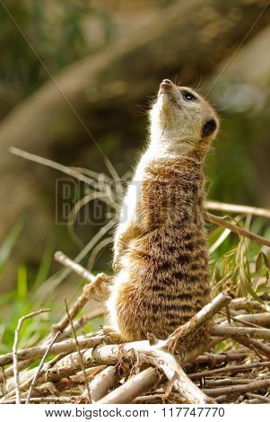 Meerkat (suricata suricatta) on the lookout for potential danger