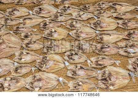 dead fishs drying under the sun at Kalpitiya Lagoon, Sri Lanka