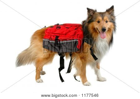 Zerreißende Hund
