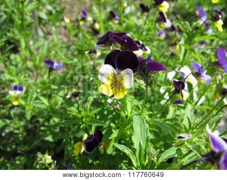 Heartsease, viola tricolor