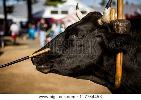 black horned bull