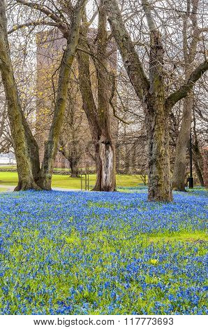 Spring Carpet At Karnan In Helsingborg